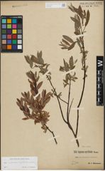 Foto von Salix L.